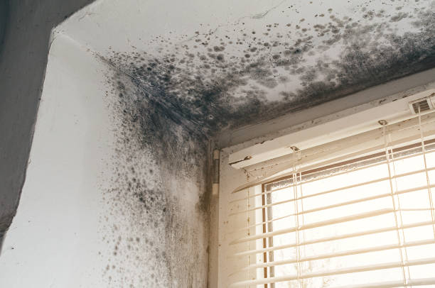 Affordable Mold Cleanup solutions in Casnovia, MI