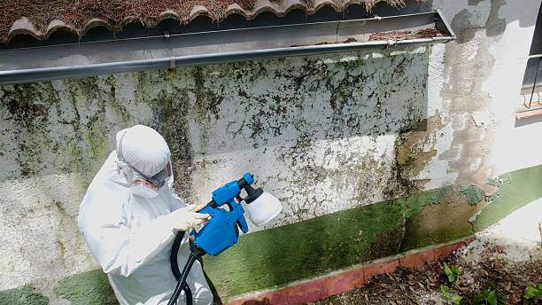Trusted Mold Removal service in Casnovia, MI - Cheap Mold Removal